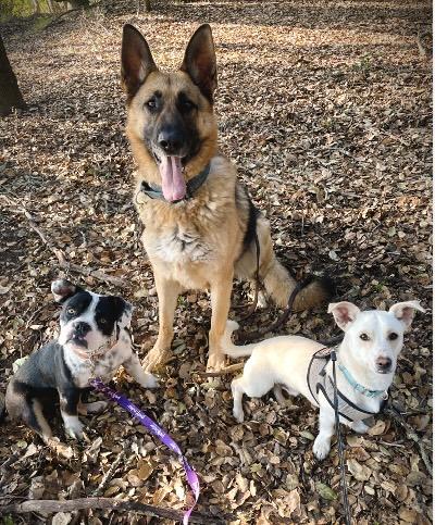 Enlarge Raider, an adopted mixed breed in Oakland, CA image 6/6