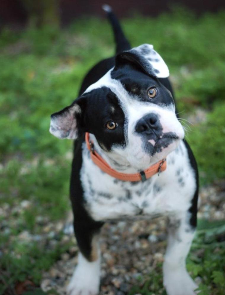 Enlarge Raider, an adopted mixed breed in Oakland, CA image 5/6