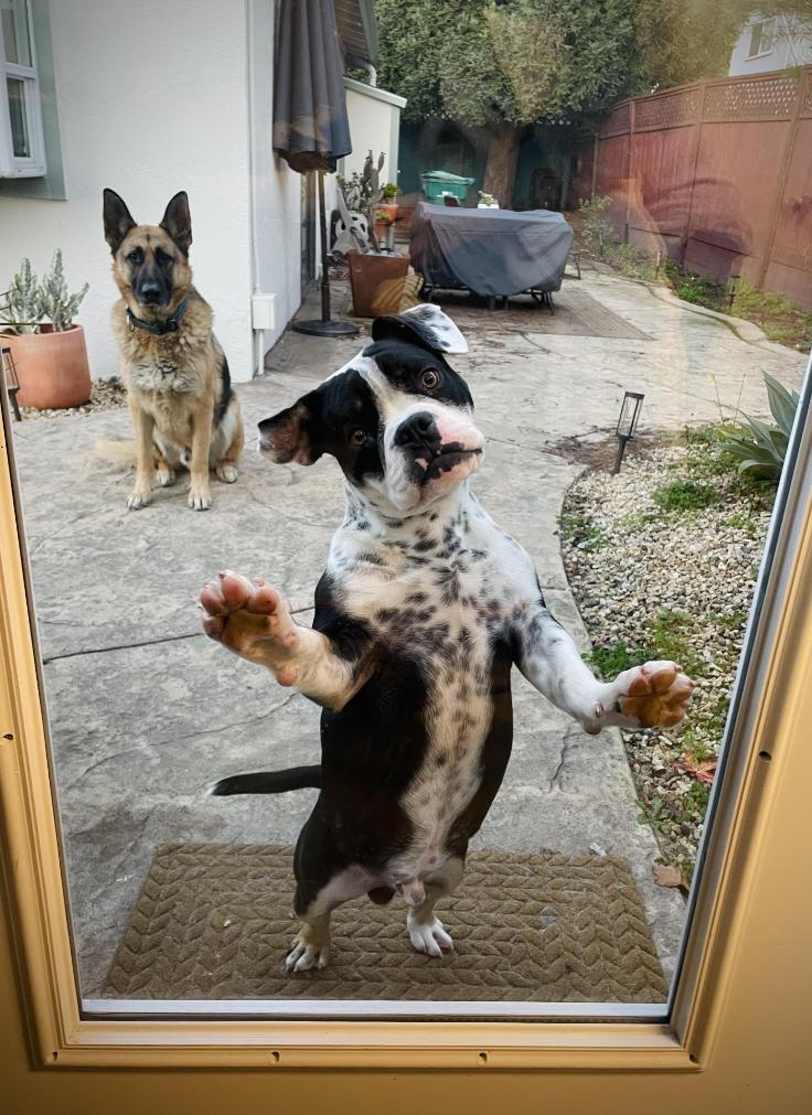 Enlarge Raider, an adopted mixed breed in Oakland, CA image 4/6