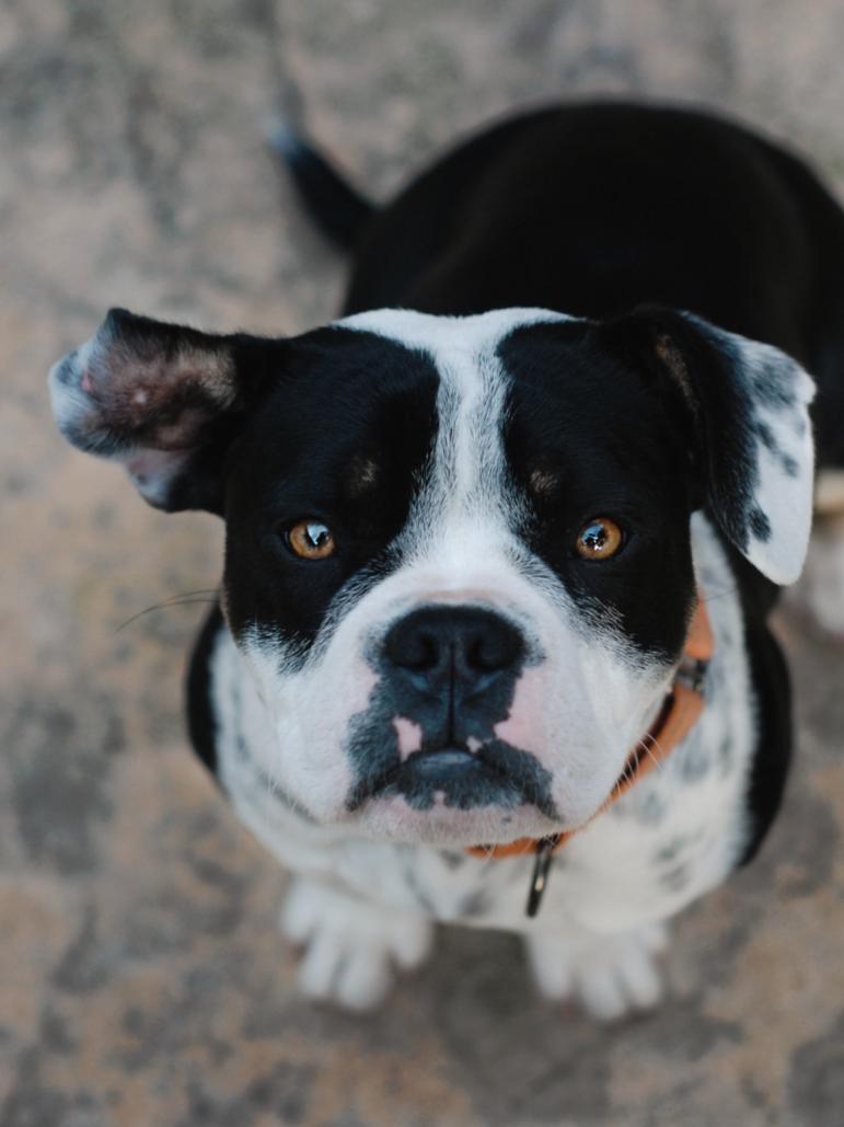 Enlarge Raider, an adopted mixed breed in Oakland, CA image 1/6