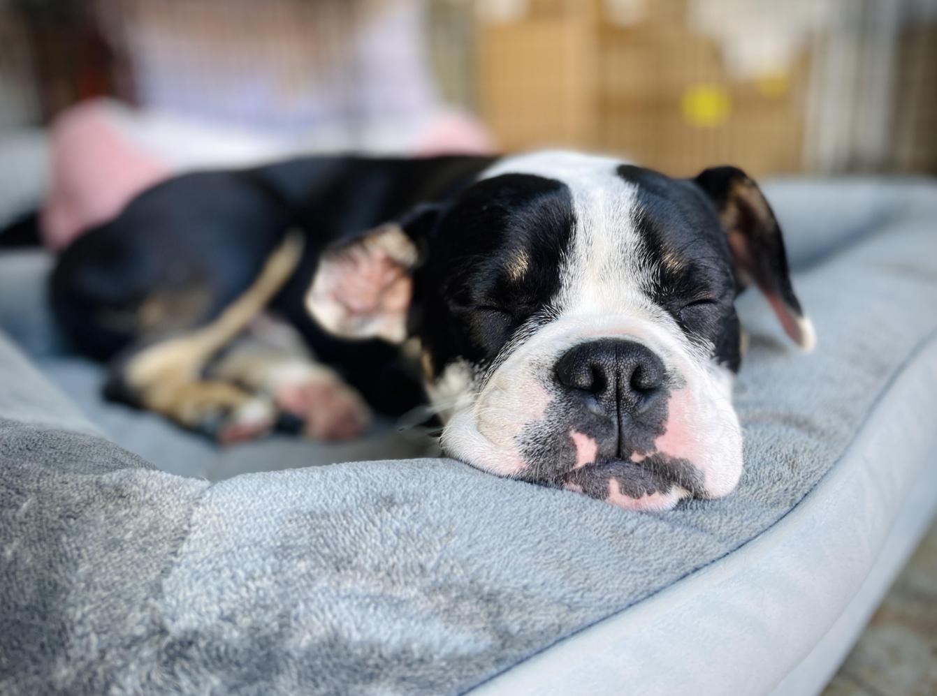 Enlarge Raider, an adopted mixed breed in Oakland, CA image 3/6