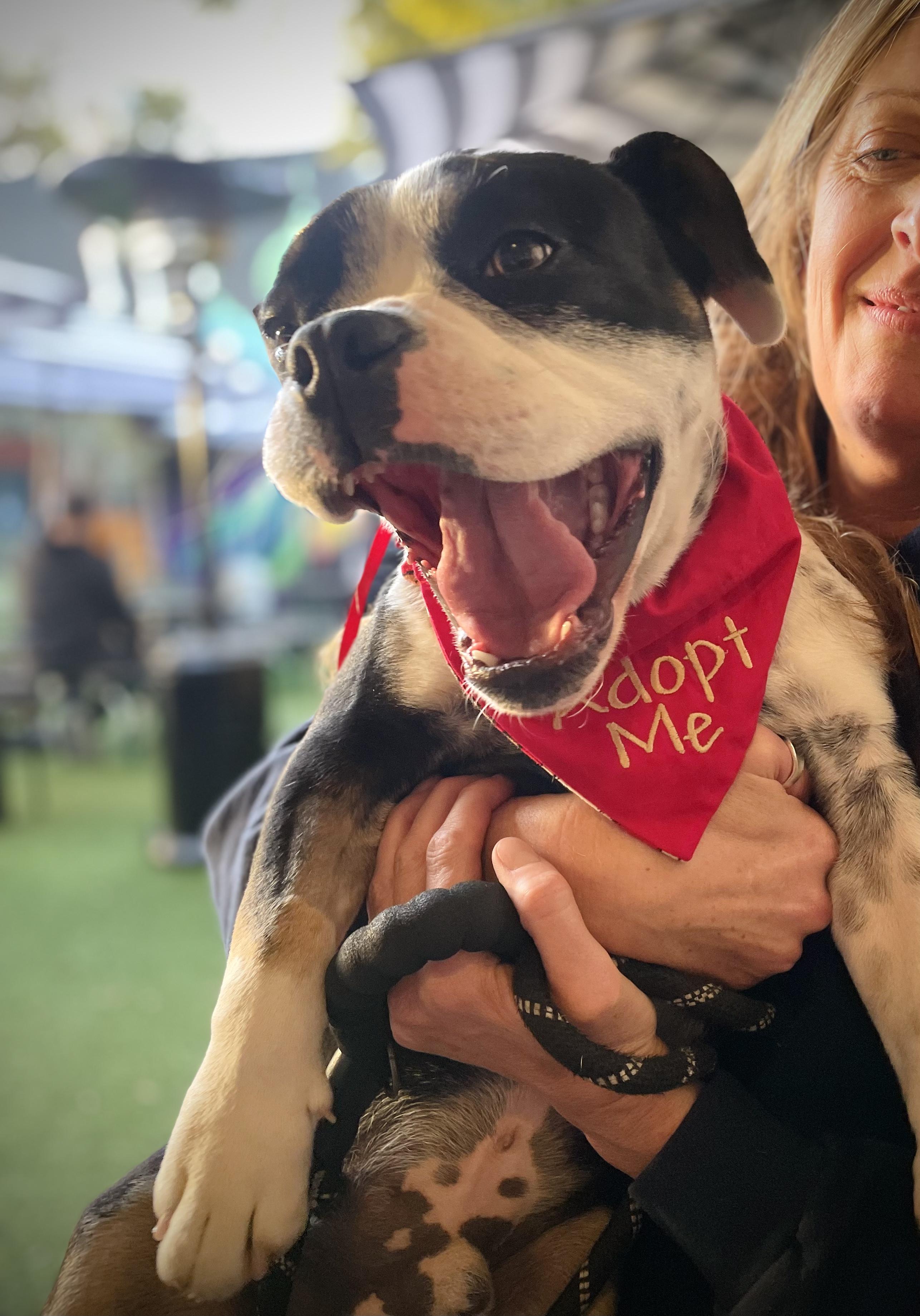 Enlarge Raider, an adopted mixed breed in Oakland, CA image 2/6