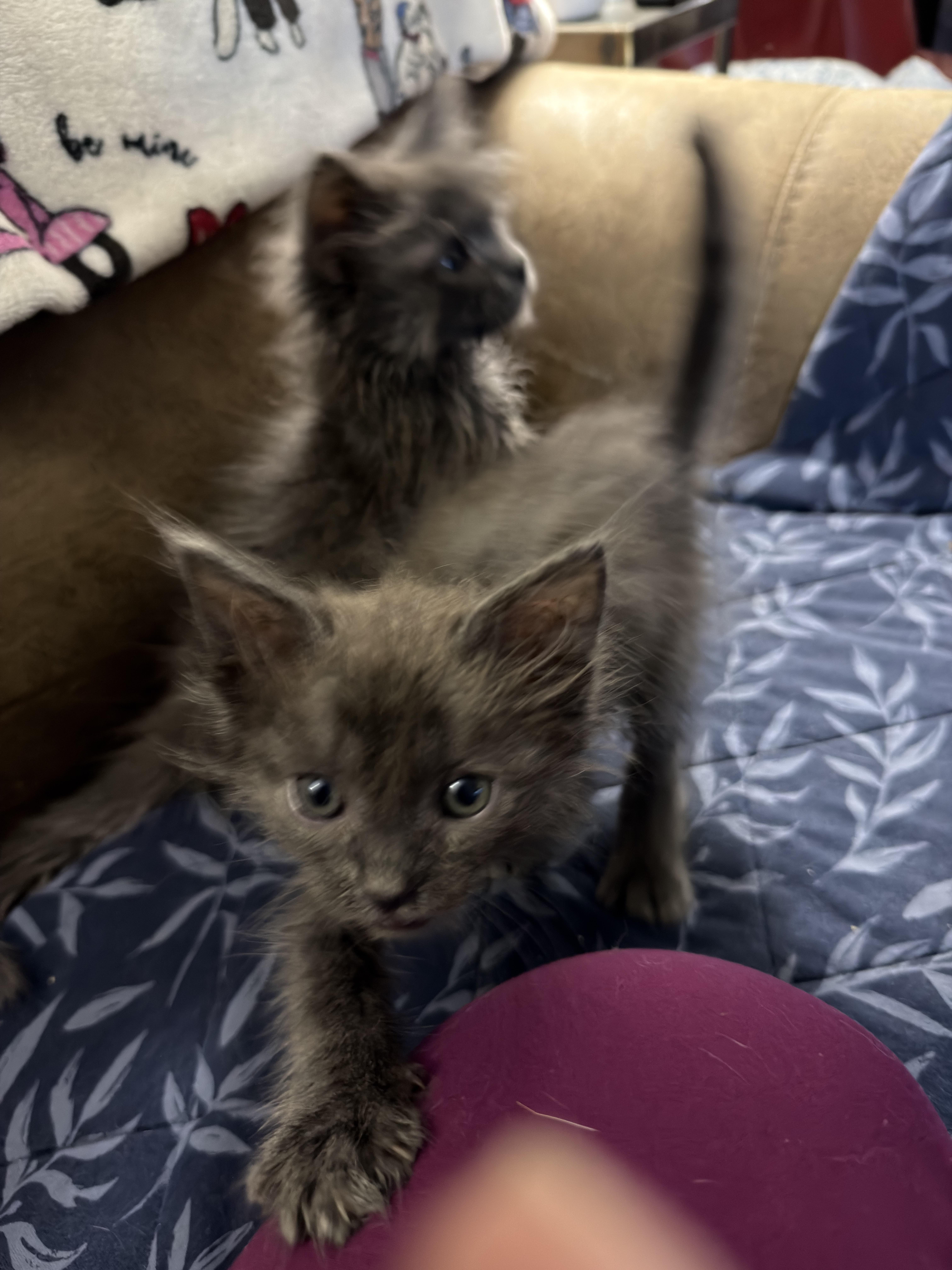 Enlarge Huckleberry, an adopted Domestic Long Hair in Malibu, CA image 1/1