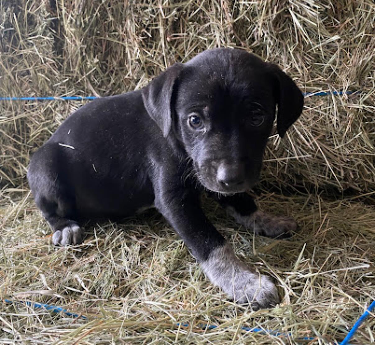 Enlarge Blizzard, a Adoptable mixed breed in Copiague, NY image 1/1