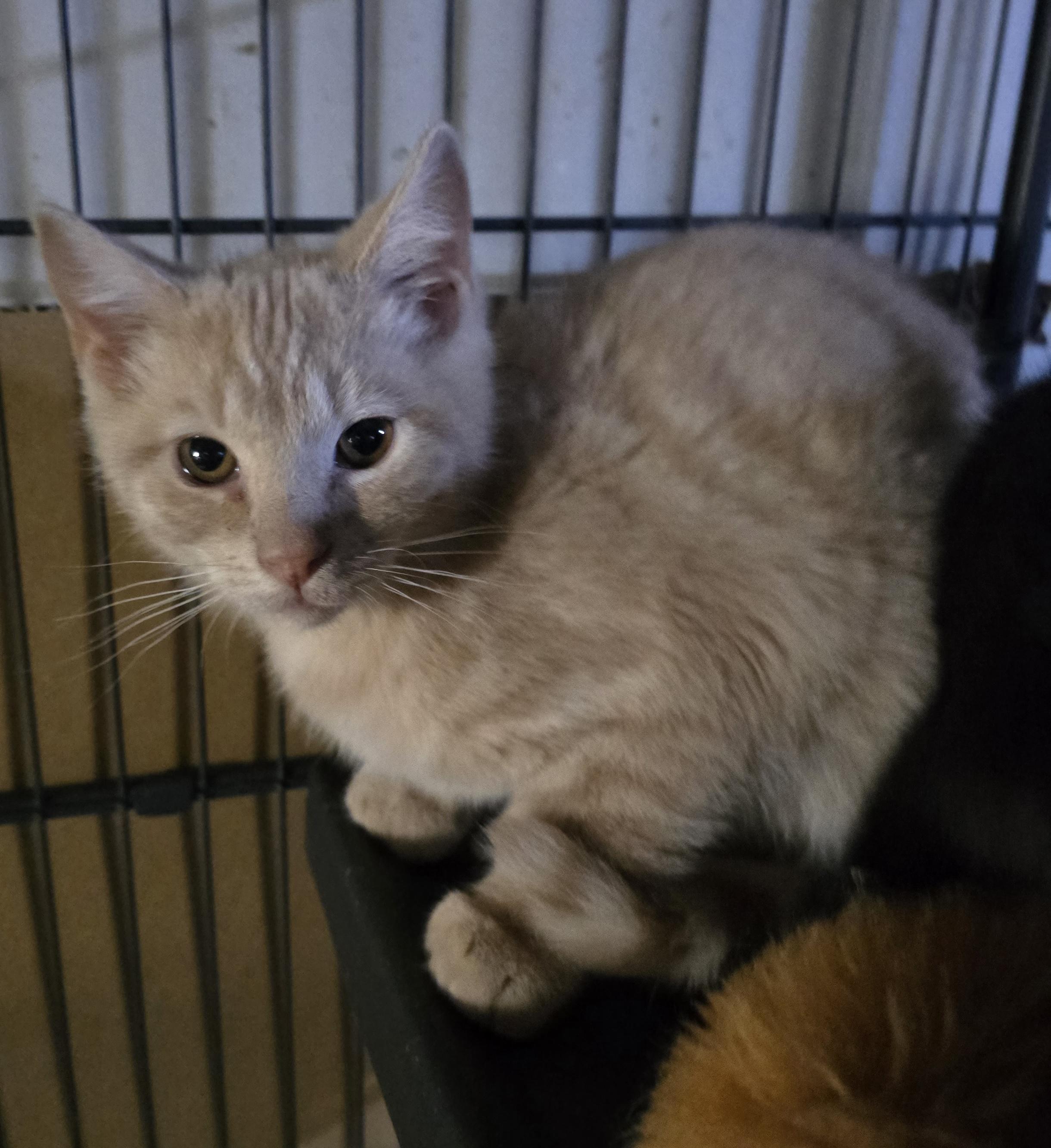 Banjo, adopted, Kitten Male Domestic Short Hair.