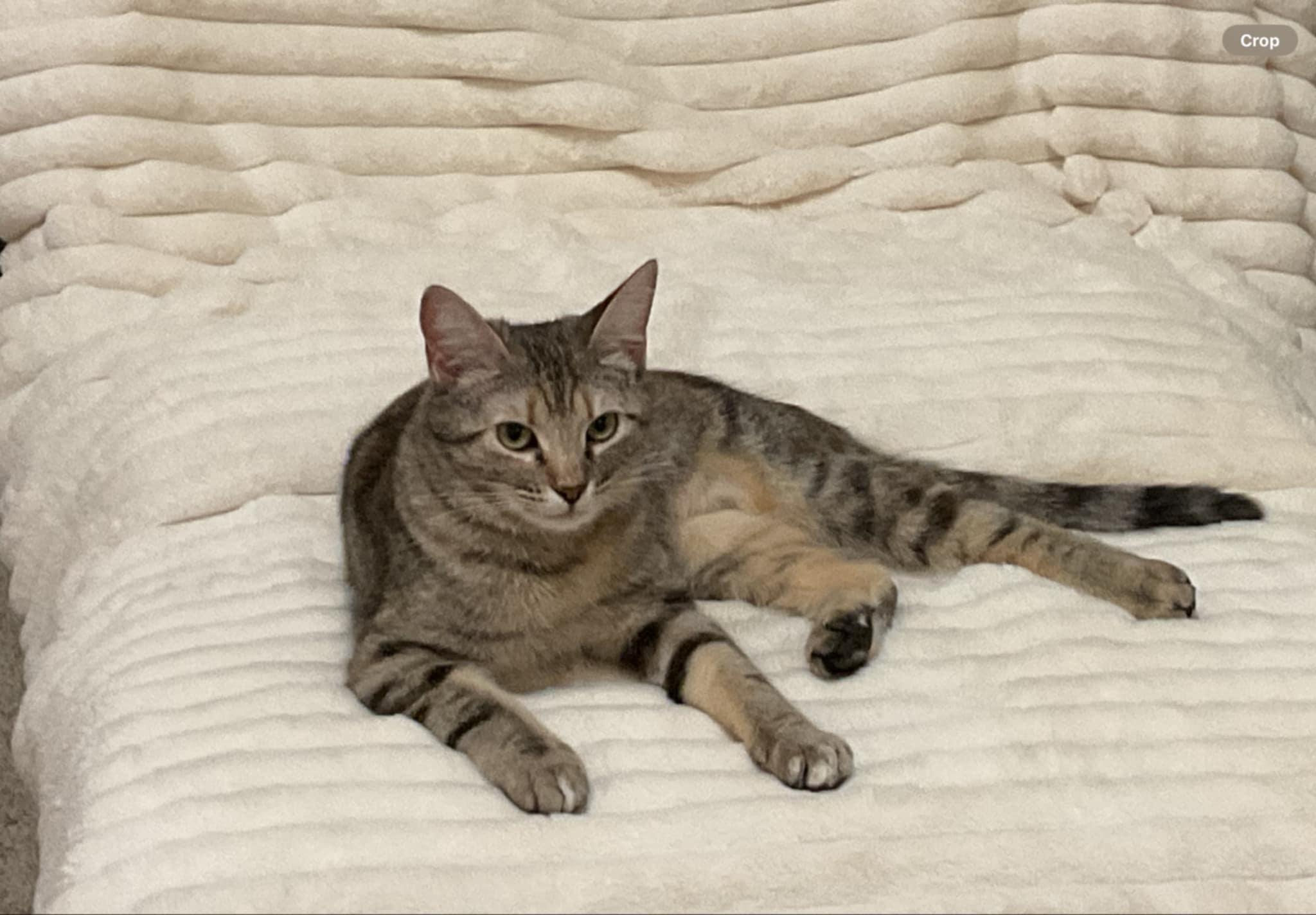 Sage & Swirl - Bonded pair, Adoptable, Kitten Female Domestic Short Hair & Tabby.