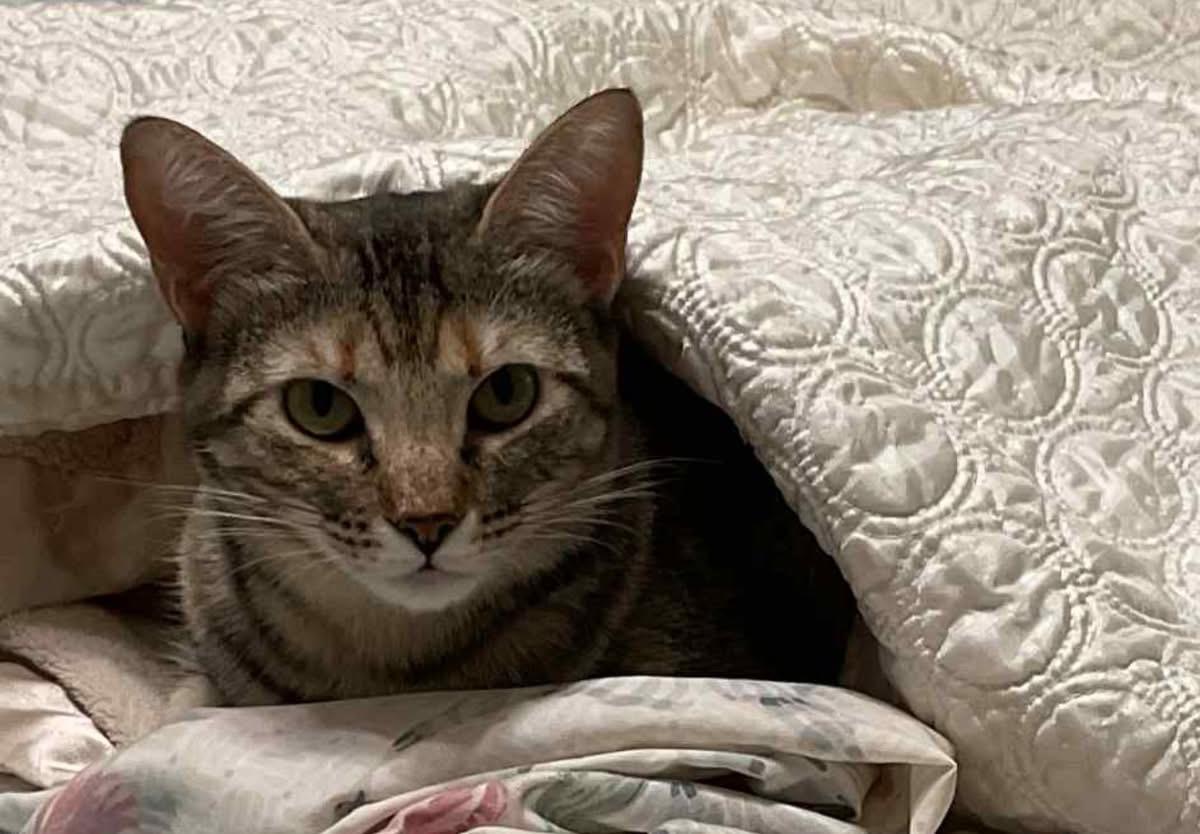 Enlarge Sage & Swirl - Bonded pair, a Adoptable mixed breed in Carlisle, PA image 6/6