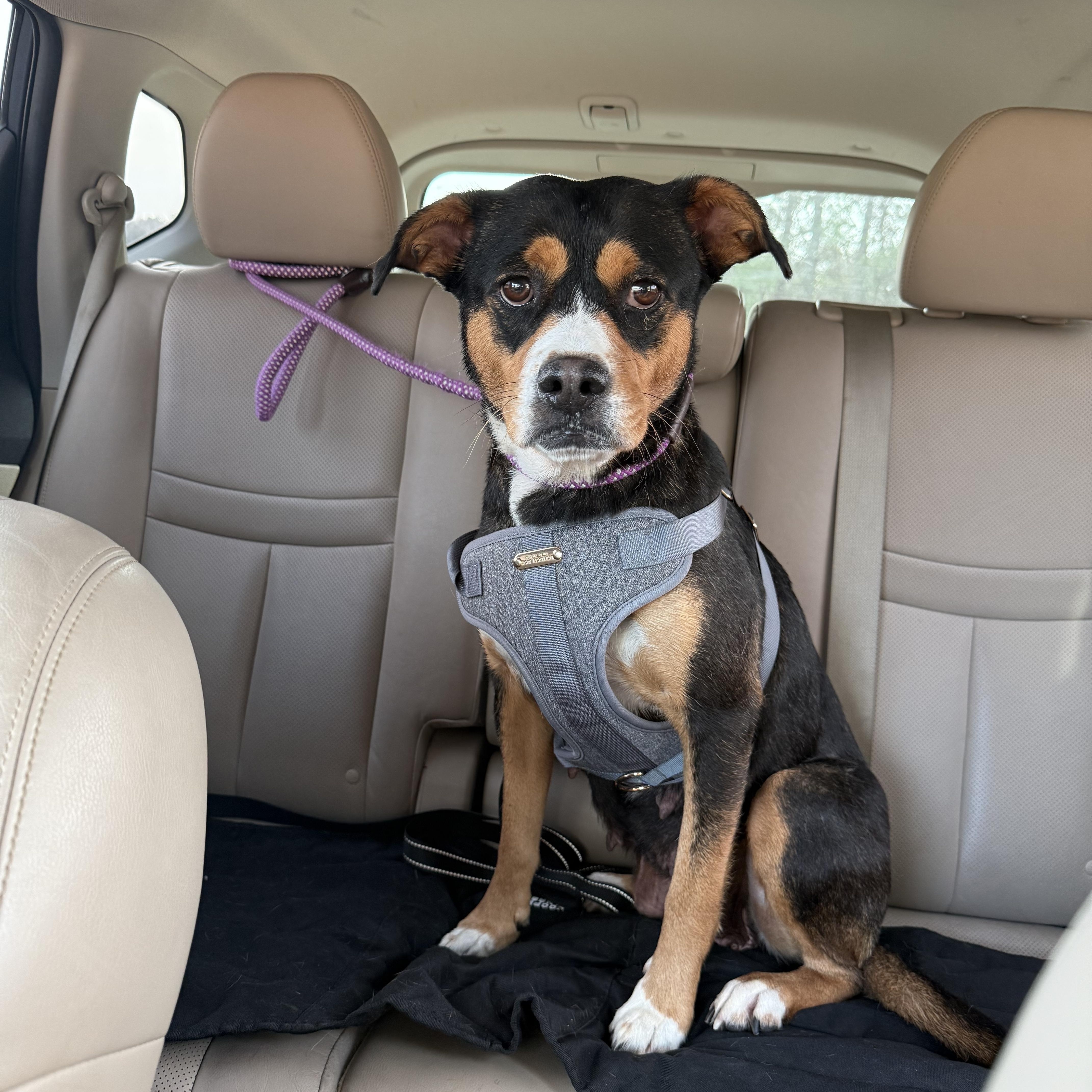 Enlarge Sadie, a ADOPTABLE mixed breed in Roswell, GA image 2/4