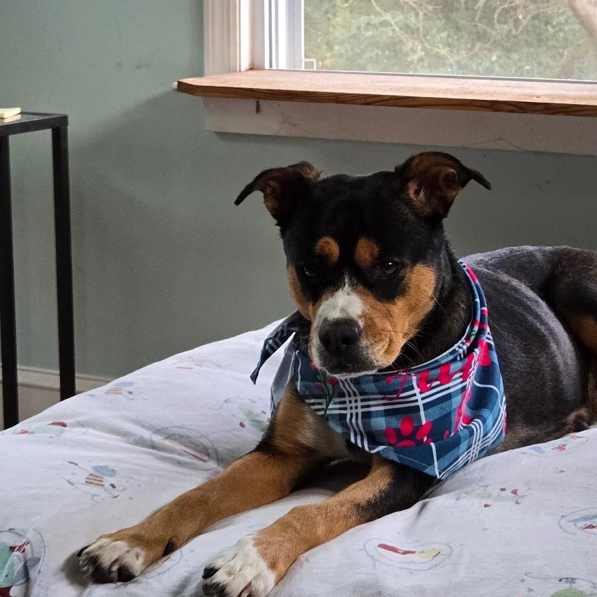 Sadie, ADOPTABLE, Adult Female Beagle & American Staffordshire Terrier.