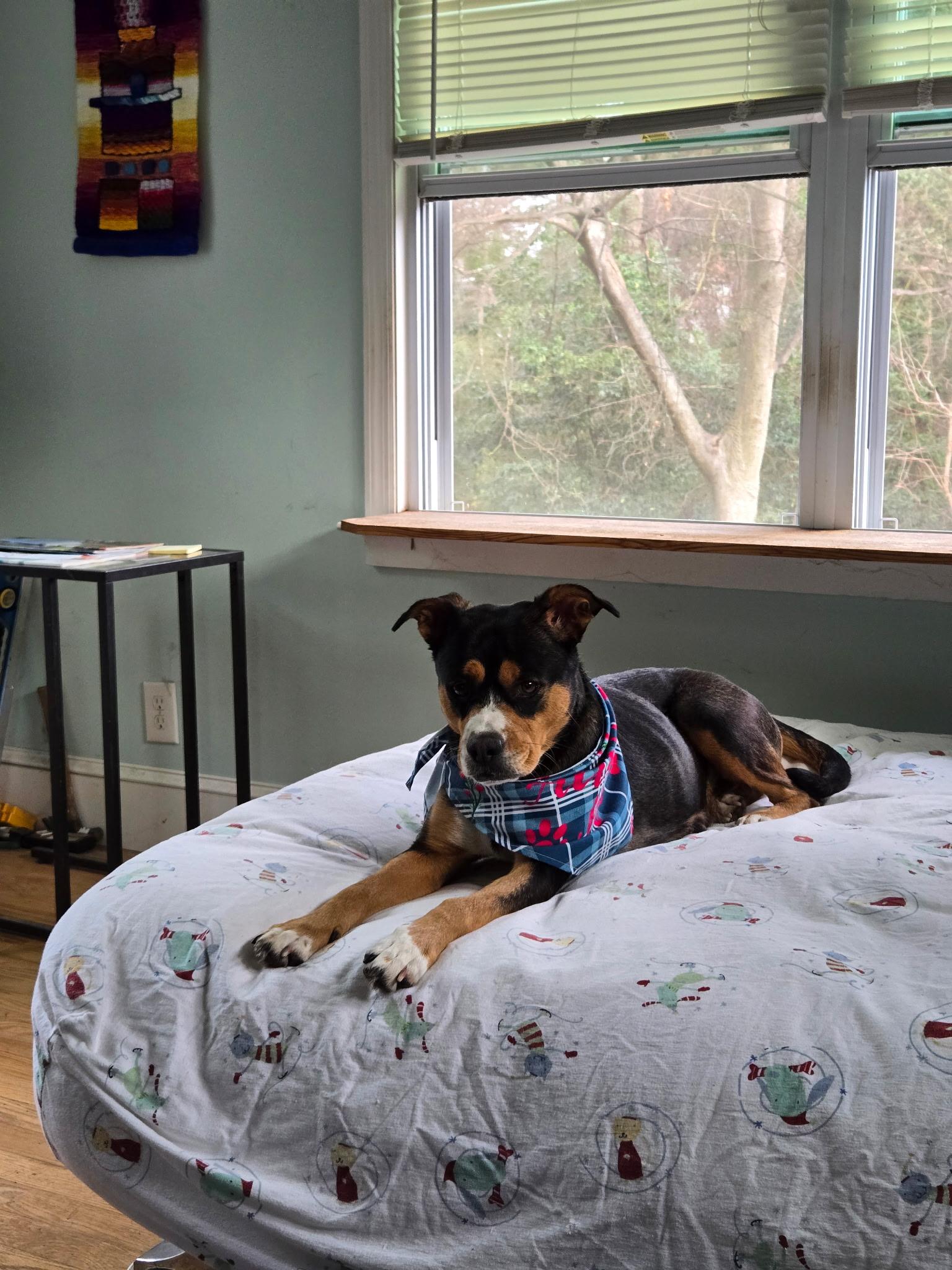 Enlarge Sadie, a ADOPTABLE mixed breed in Roswell, GA image 3/4