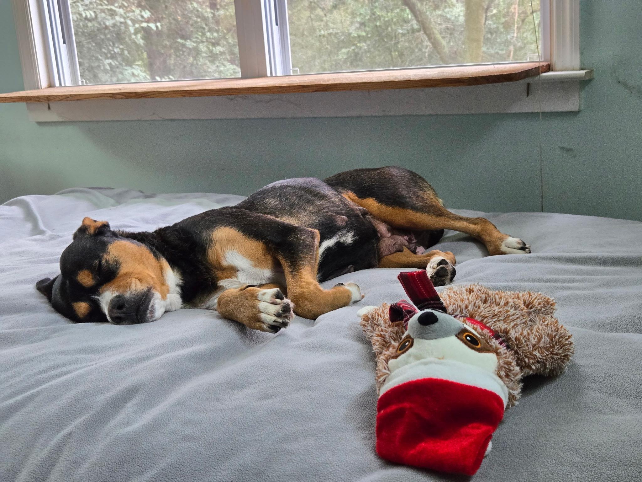 Enlarge Sadie, a ADOPTABLE mixed breed in Roswell, GA image 4/4