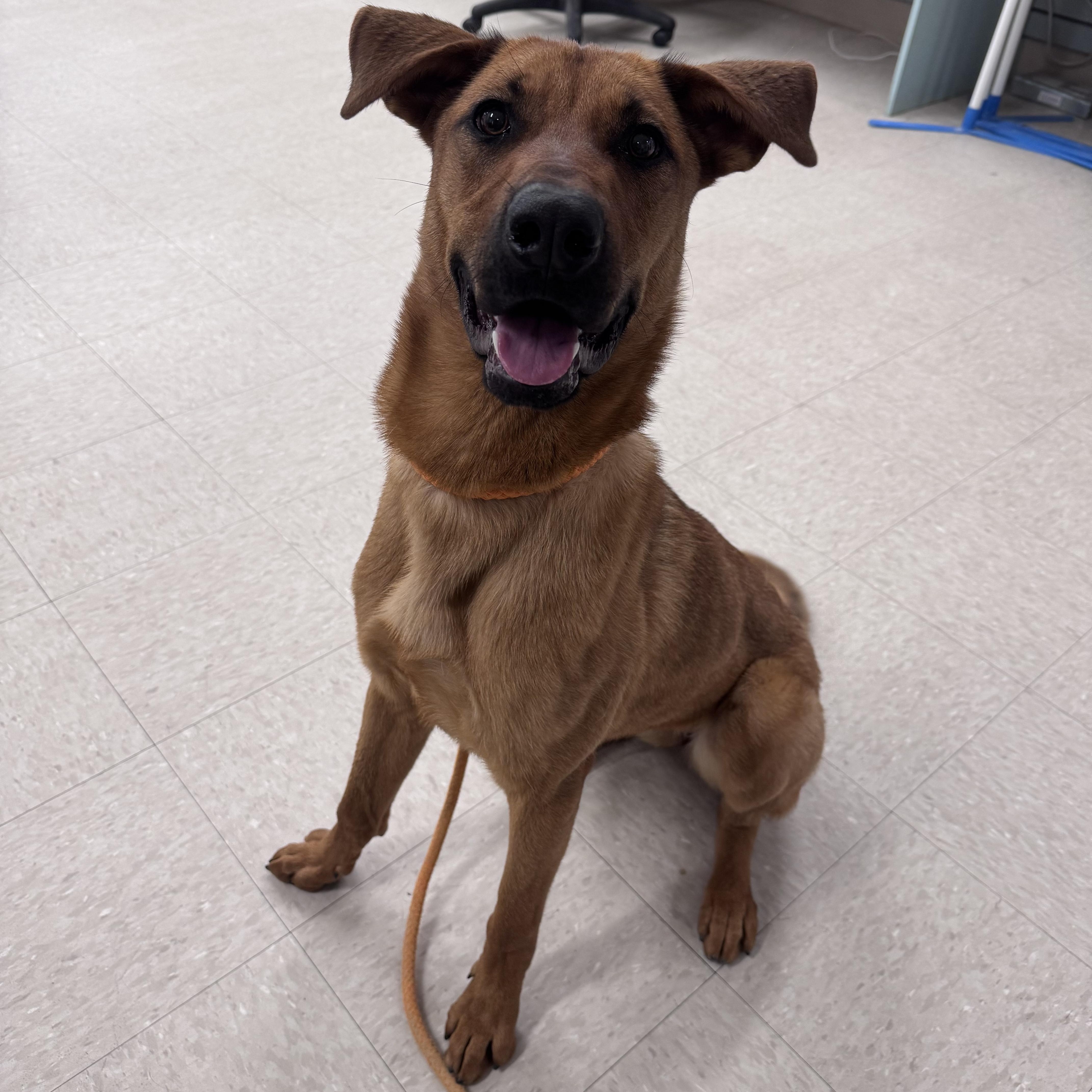 Merida, an adoptable mixed breed in Winnipeg, MB image 1/6