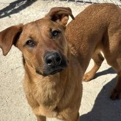 Enlarge Merida, an adoption pending mixed breed in Winnipeg, MB image 2/6