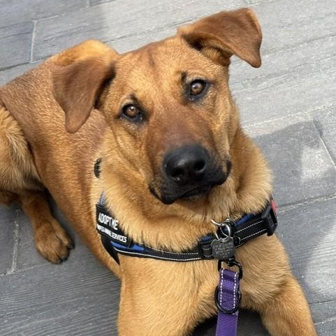 Enlarge Merida, an adoption pending mixed breed in Winnipeg, MB image 1/6