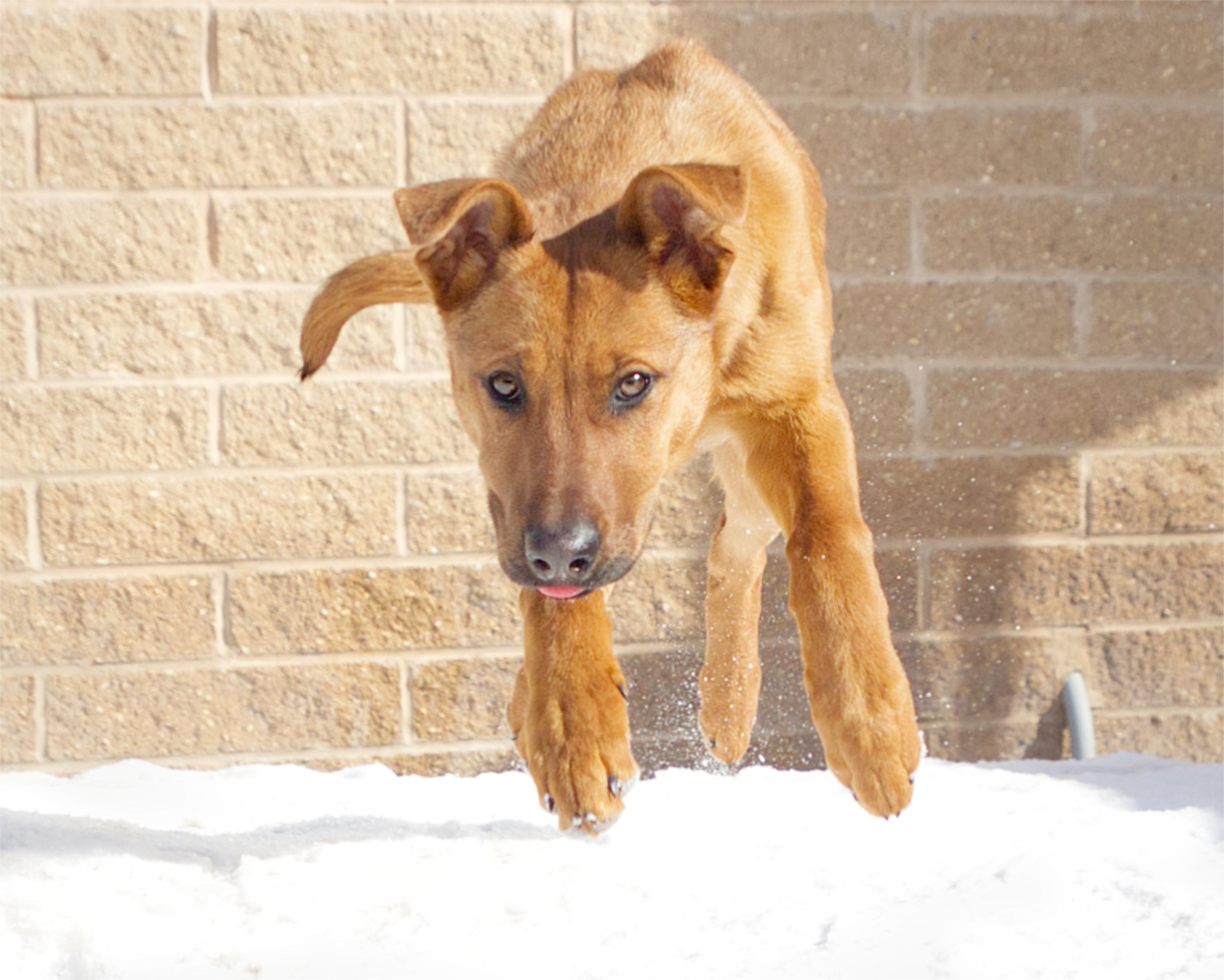 Merida, an adoptable mixed breed in Winnipeg, MB image 3/3
