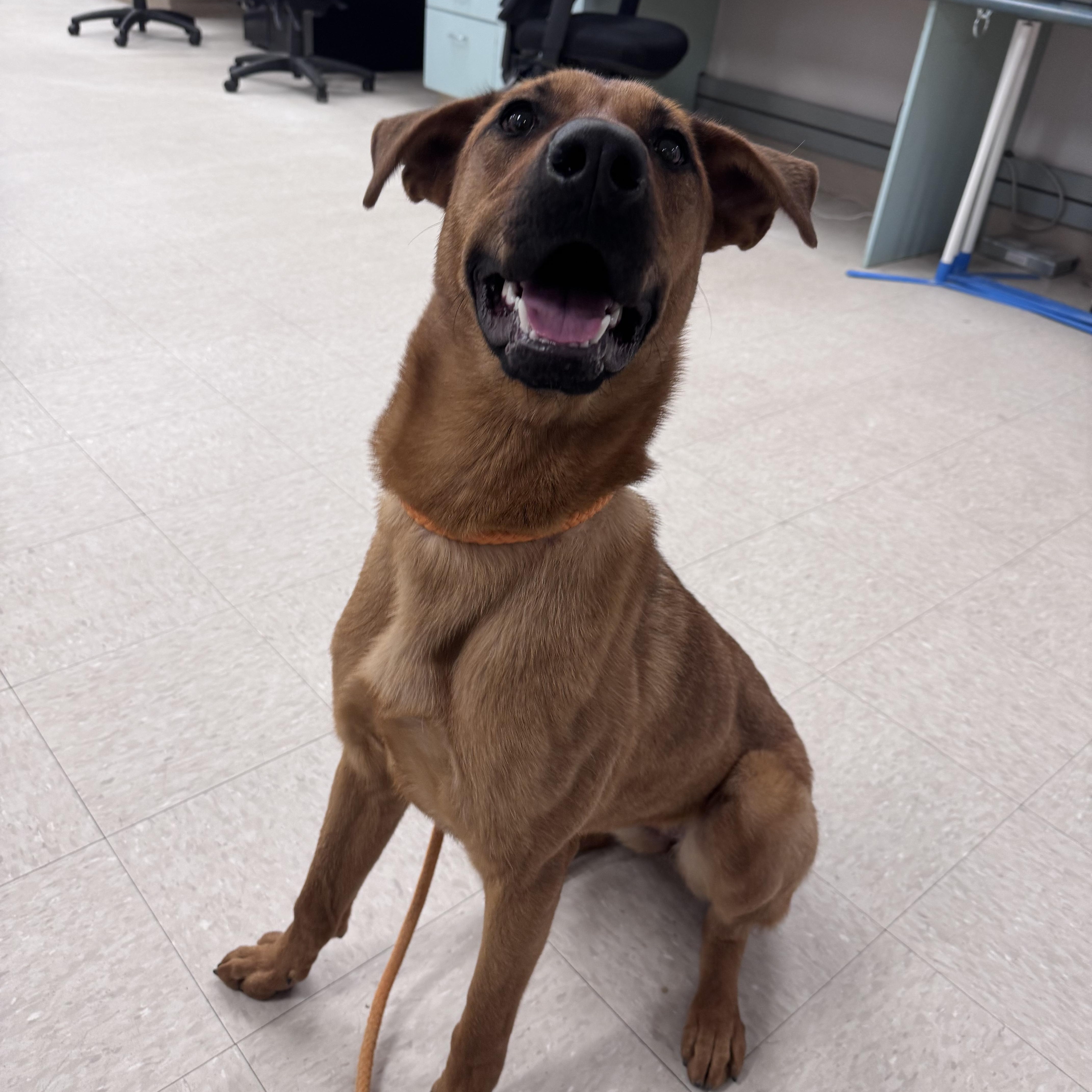 Merida, an adoptable mixed breed in Winnipeg, MB image 6/6