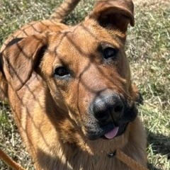 Enlarge Merida, an adoption pending mixed breed in Winnipeg, MB image 4/6
