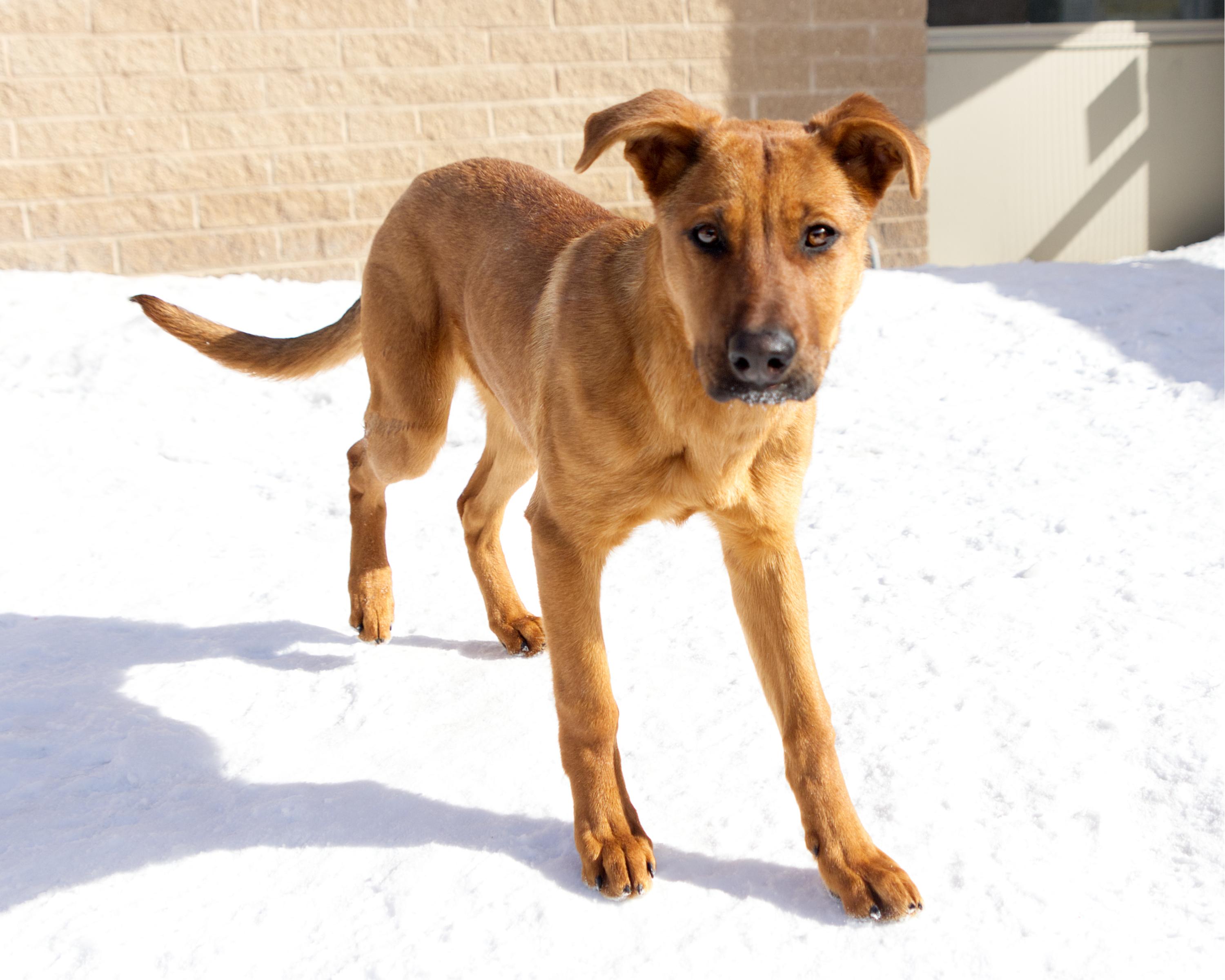 Merida, an adoptable mixed breed in Winnipeg, MB image 2/3