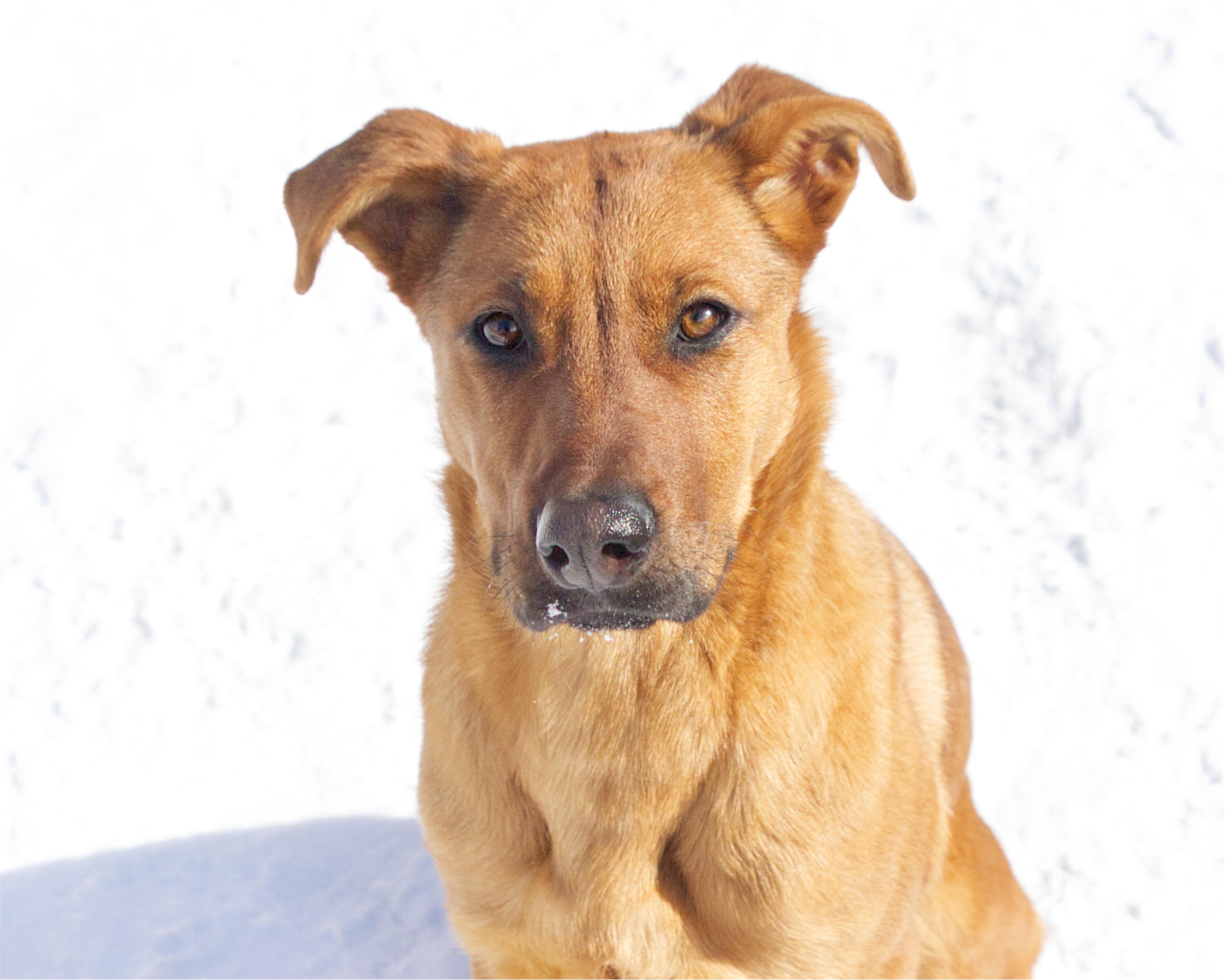 Merida, an adoptable mixed breed in Winnipeg, MB image 1/3