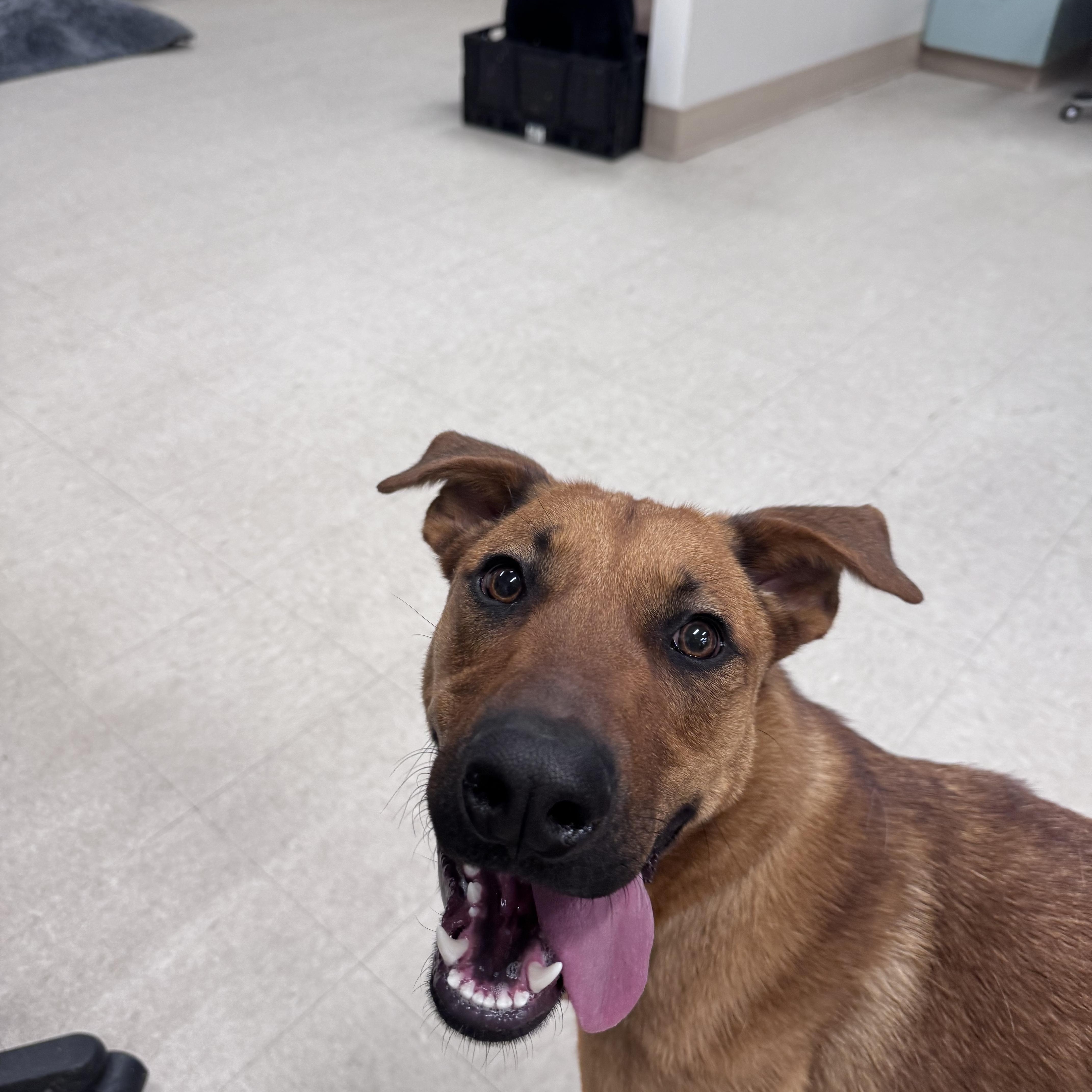Merida, an adoptable mixed breed in Winnipeg, MB image 5/6