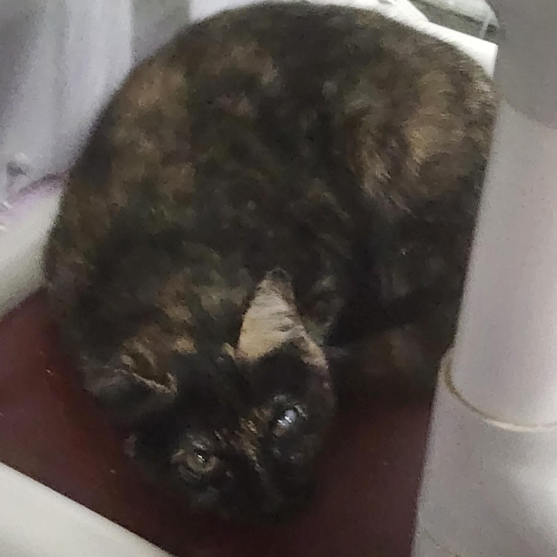 Kenivah, Adoptable, Young Female Domestic Short Hair.