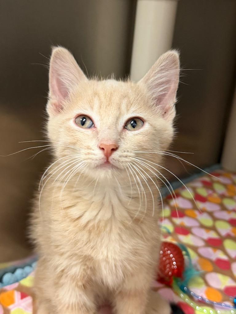 Enlarge Fred, a Adoptable Domestic Short Hair in Amery, WI image 1/4