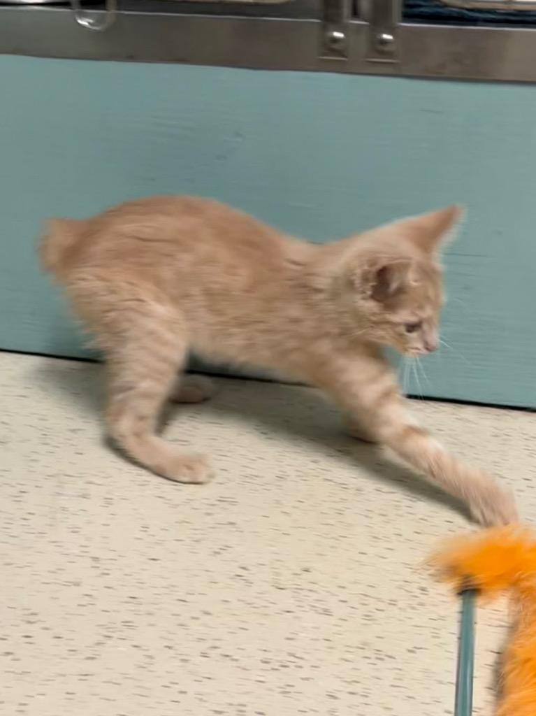 Enlarge Fred, a Adoptable Domestic Short Hair in Amery, WI image 3/4