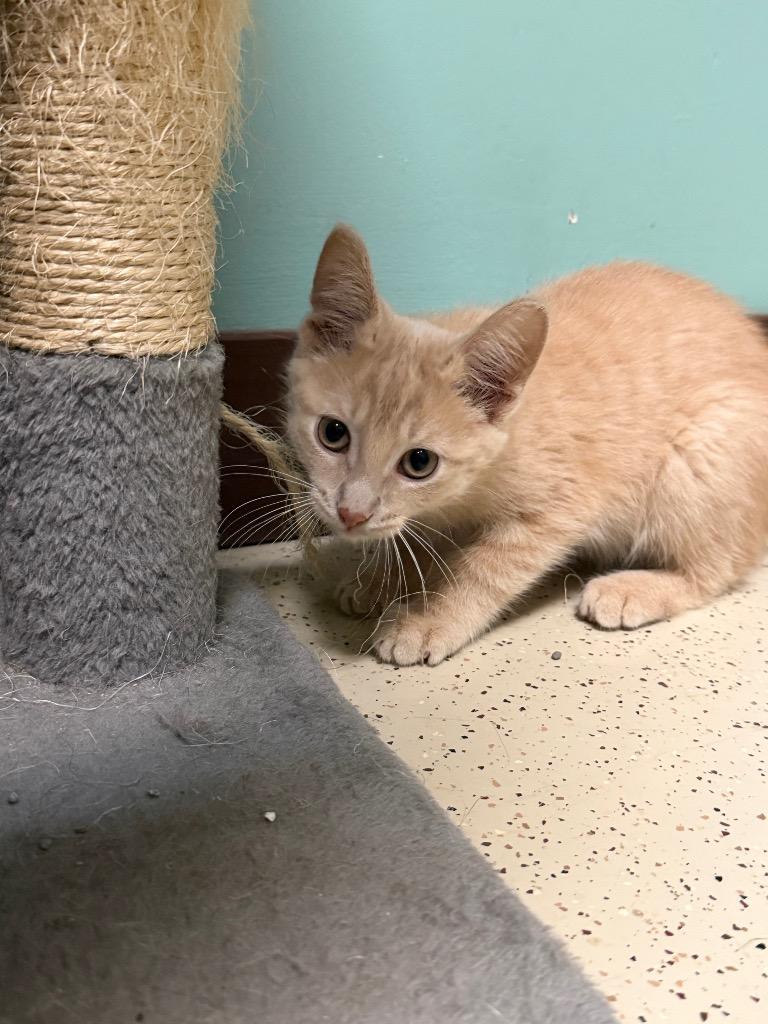 Enlarge Fred, a Adoptable Domestic Short Hair in Amery, WI image 4/4