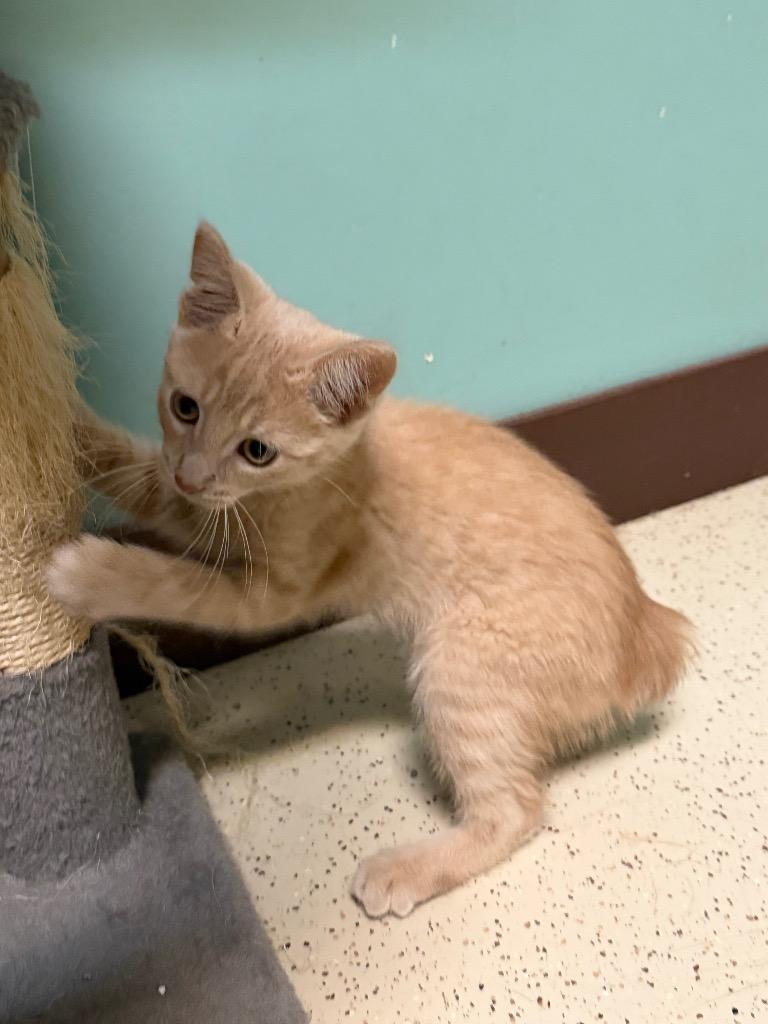 Enlarge Fred, a Adoptable Domestic Short Hair in Amery, WI image 2/4