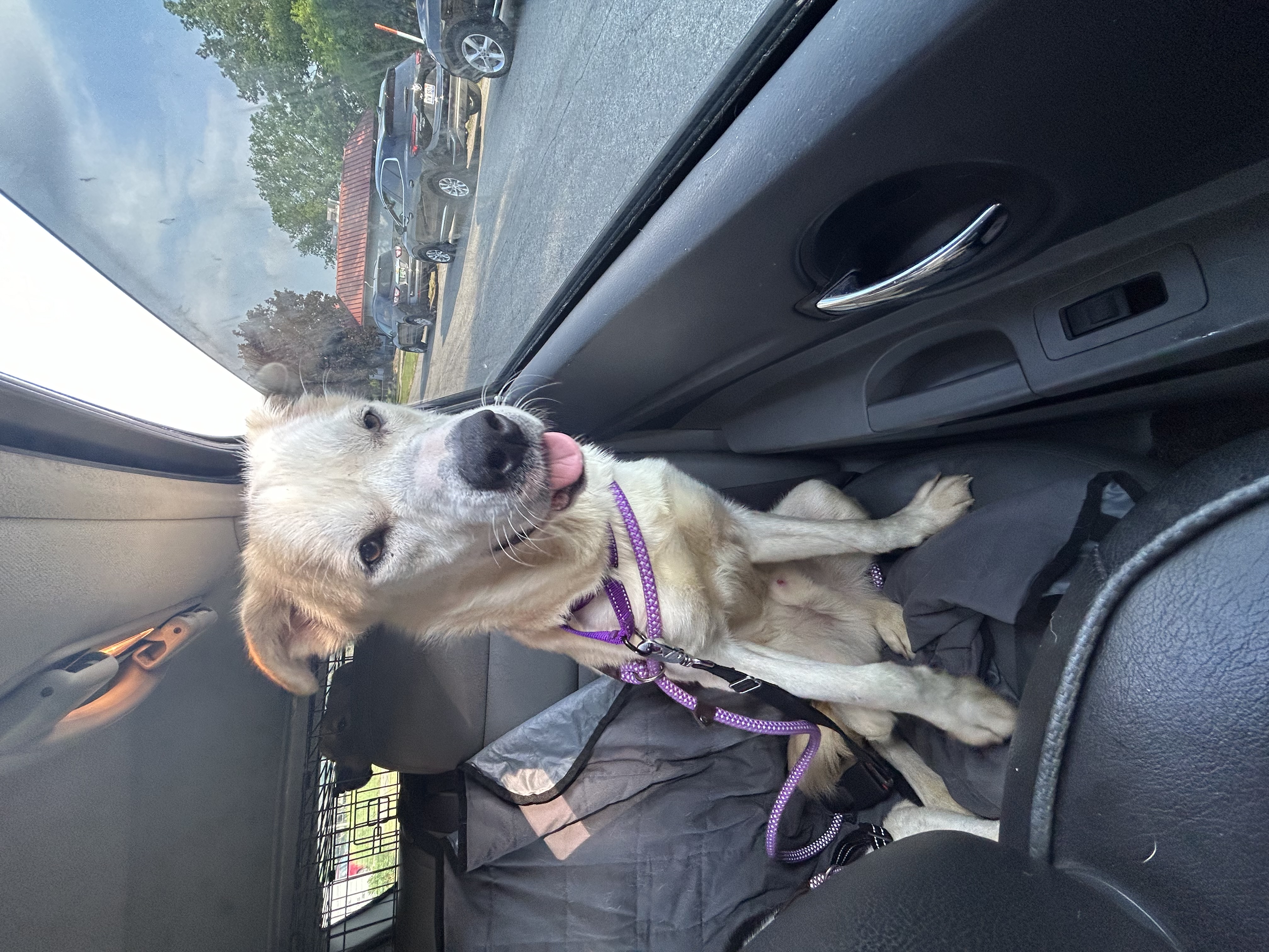 Goose, a Adoptable mixed breed in fennville, MI image 2/5