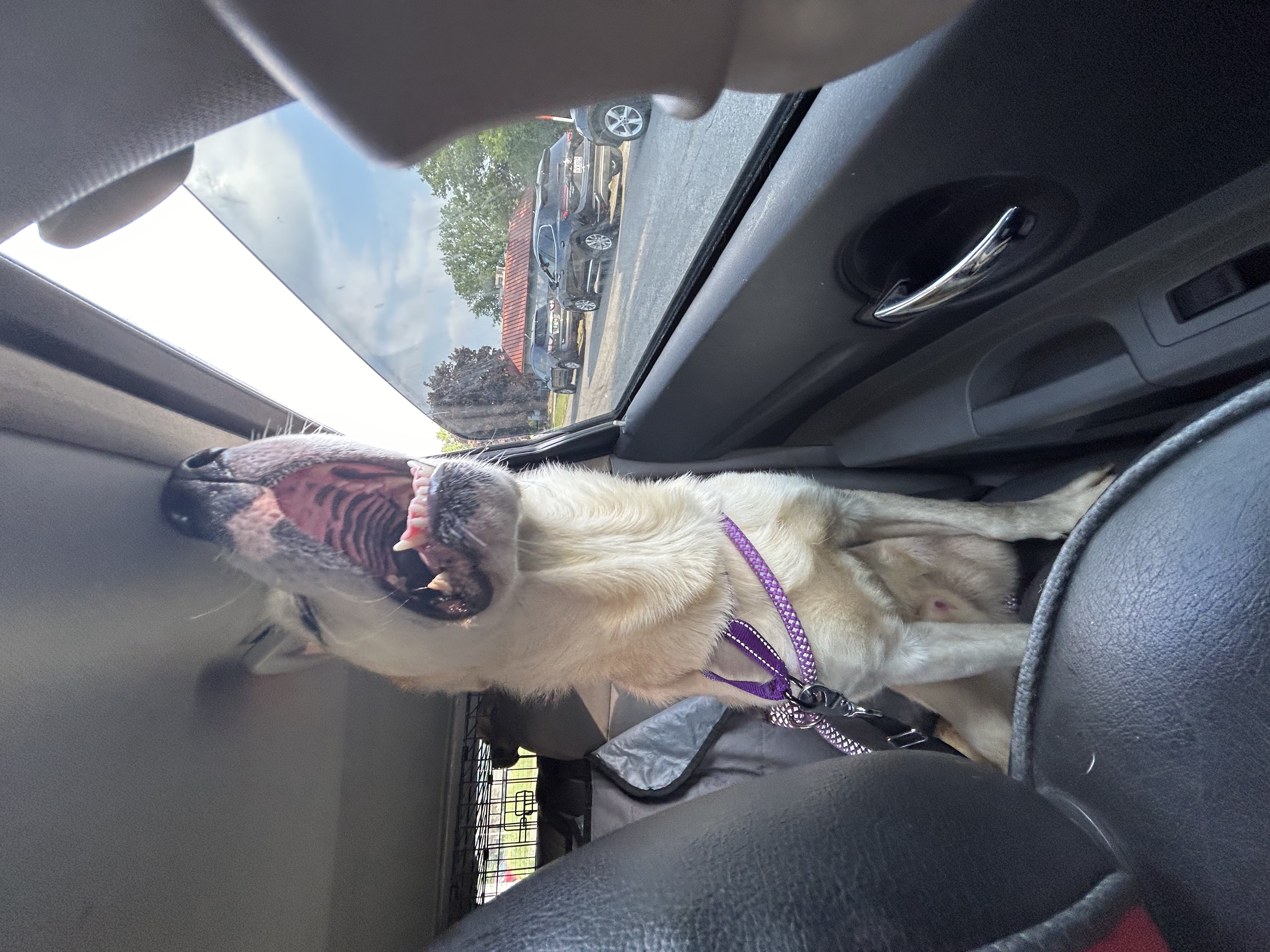 Goose, a Adoptable mixed breed in fennville, MI image 5/5