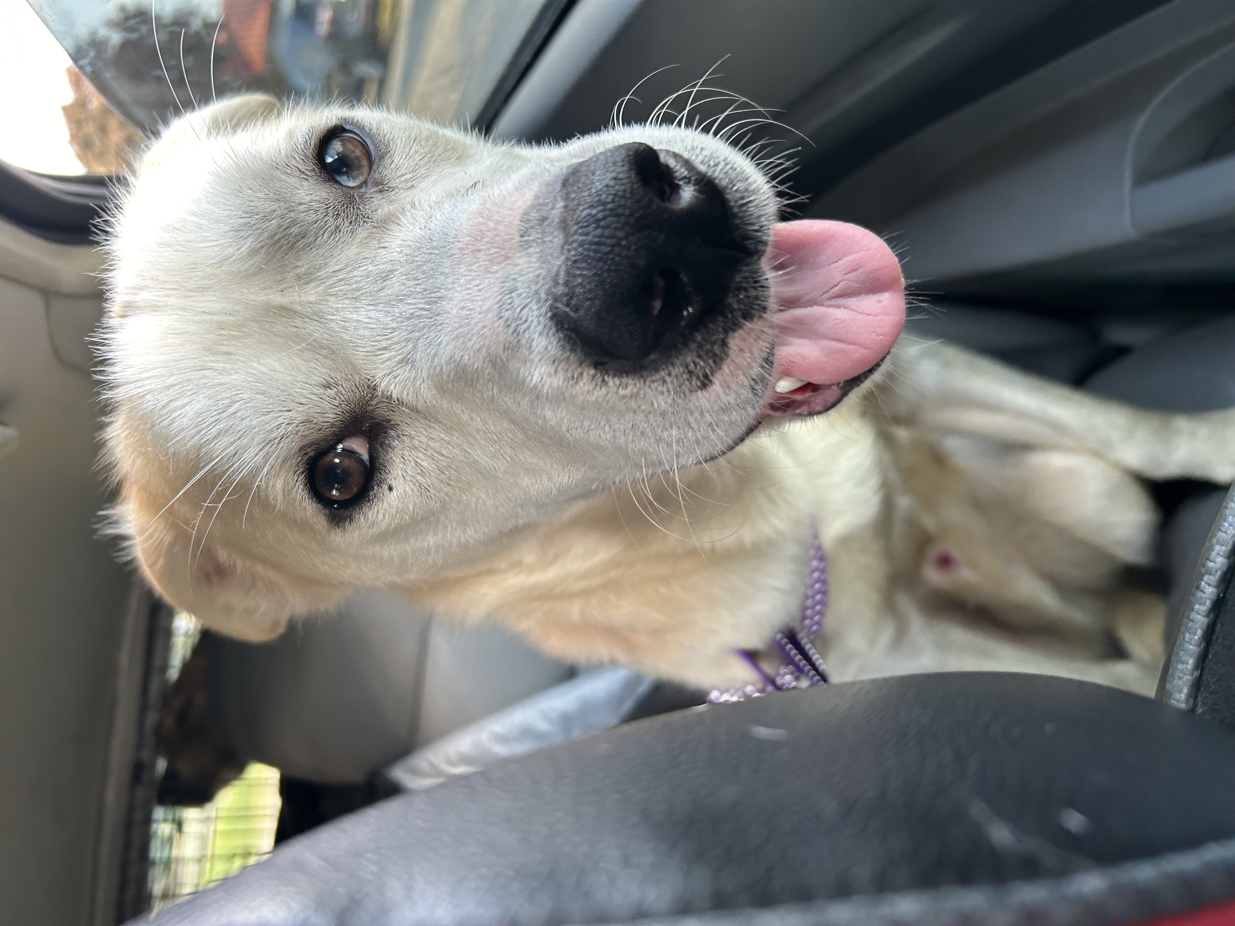 Goose, a Adoptable mixed breed in fennville, MI image 4/5