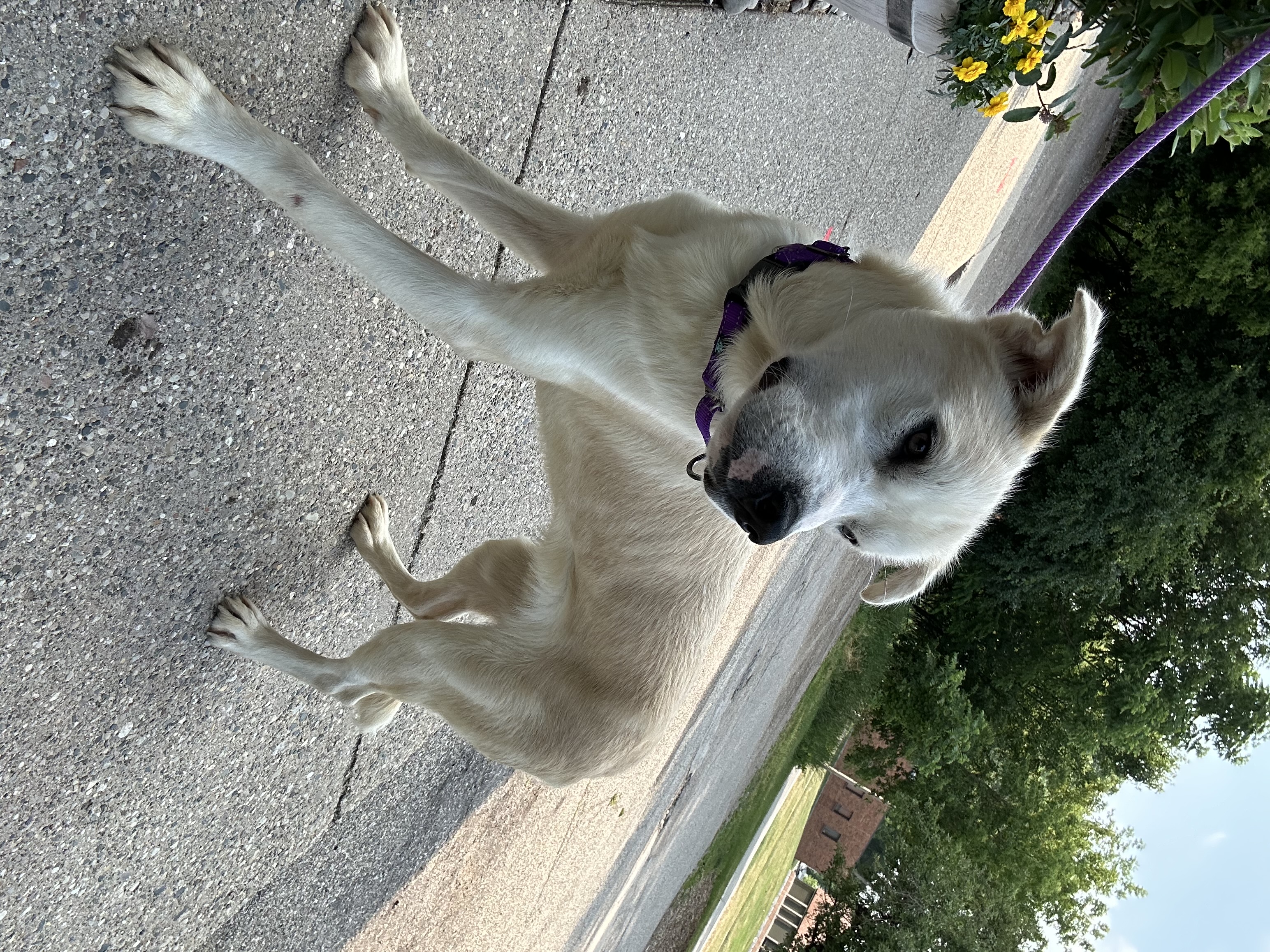 Goose, Adoptable, Adult Male Husky & Mixed Breed.