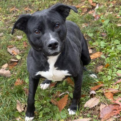 Enlarge Scott Pillgram, a Adoptable mixed breed in Voorhees, NJ image 1/3