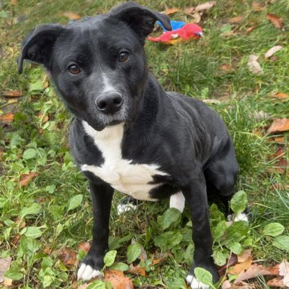 Enlarge Scott Pillgram, a Adoptable mixed breed in Voorhees, NJ image 3/3