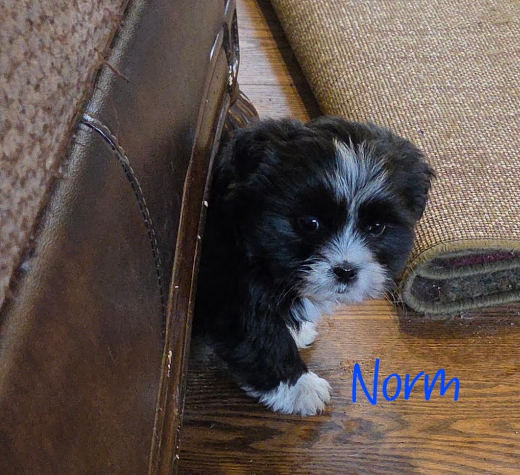 Norm, ADOPTABLE, Puppy Male Shih Tzu & Rat Terrier.