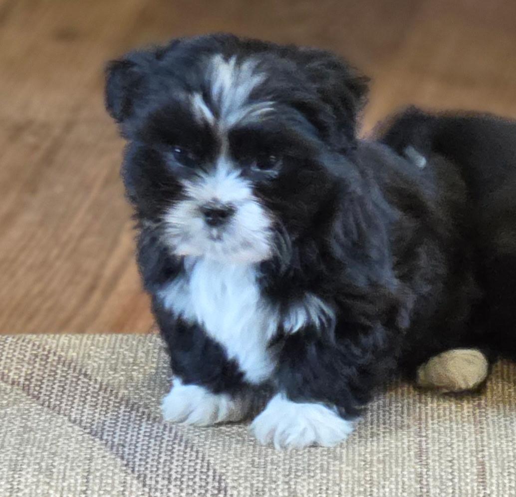 Enlarge Norm, a ADOPTABLE mixed breed in Kimball, MI image 2/2