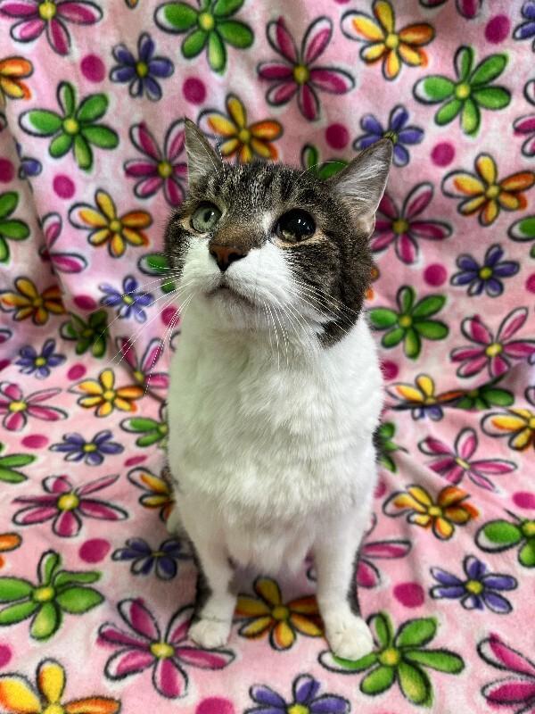 Top cat, Adoptable, Adult Male Domestic Short Hair.