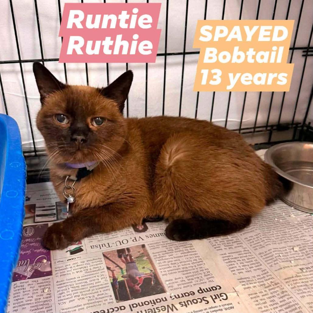 Runtie Ruthie, ADOPTABLE, Senior • Female, American Bobtail.