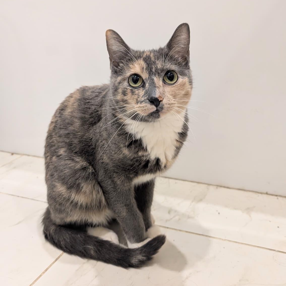 Giuseppia, ADOPTABLE, Young Female Domestic Short Hair.