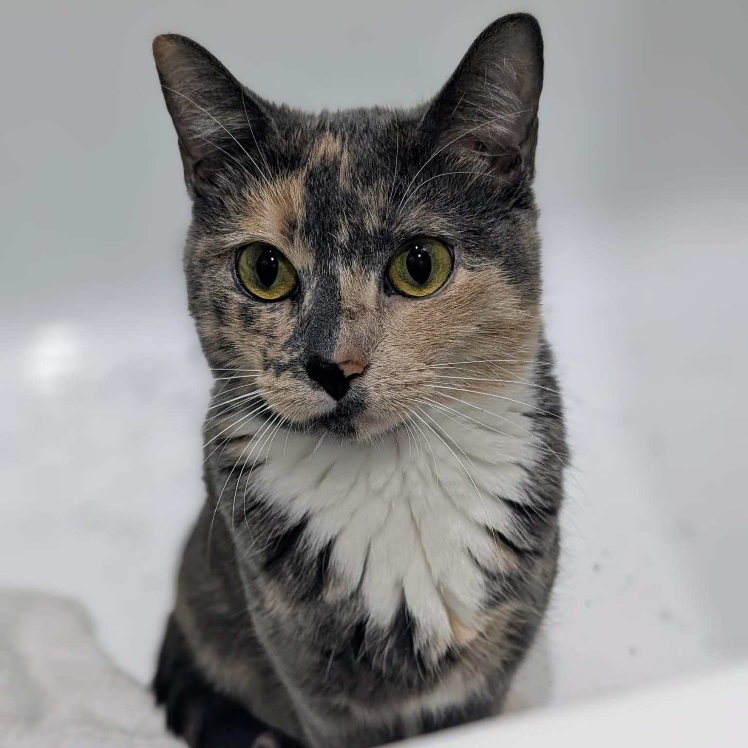 Giuseppia, ADOPTABLE, Young Female Domestic Short Hair.