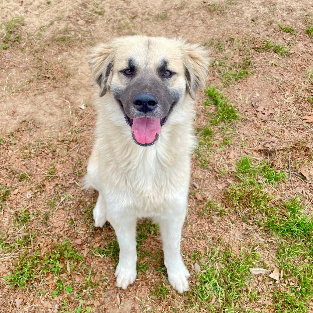 Enlarge Dazzle, an adopted mixed breed in Hughesville, MD image 2/2