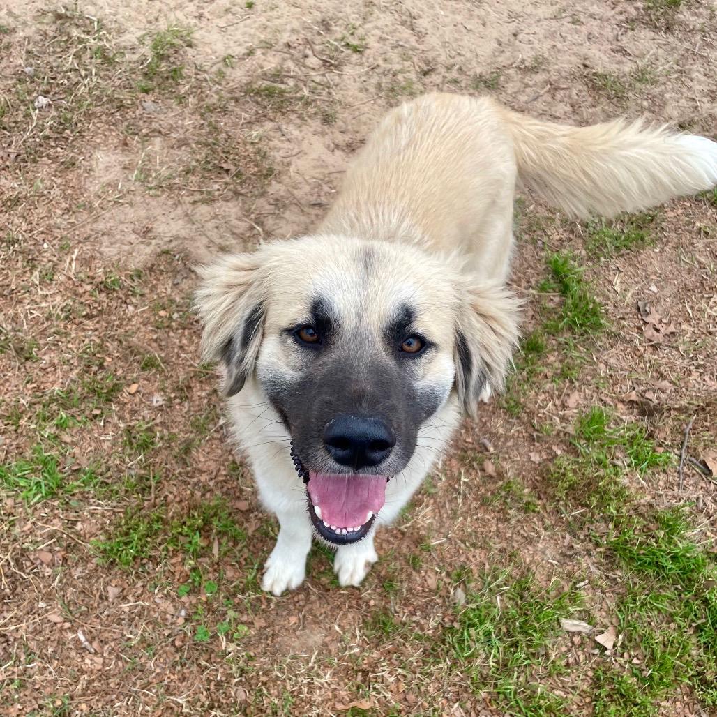 Enlarge Dazzle, an adopted mixed breed in Hughesville, MD image 1/2