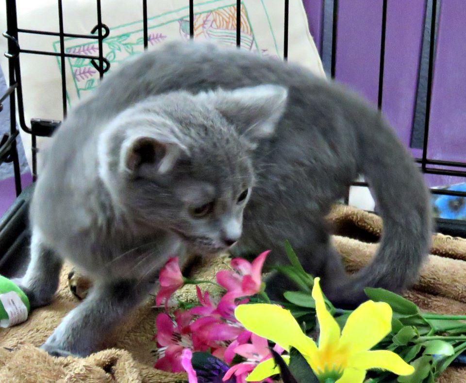 Ixora, a ADOPTABLE mixed breed in Lexington, VA image 1/3