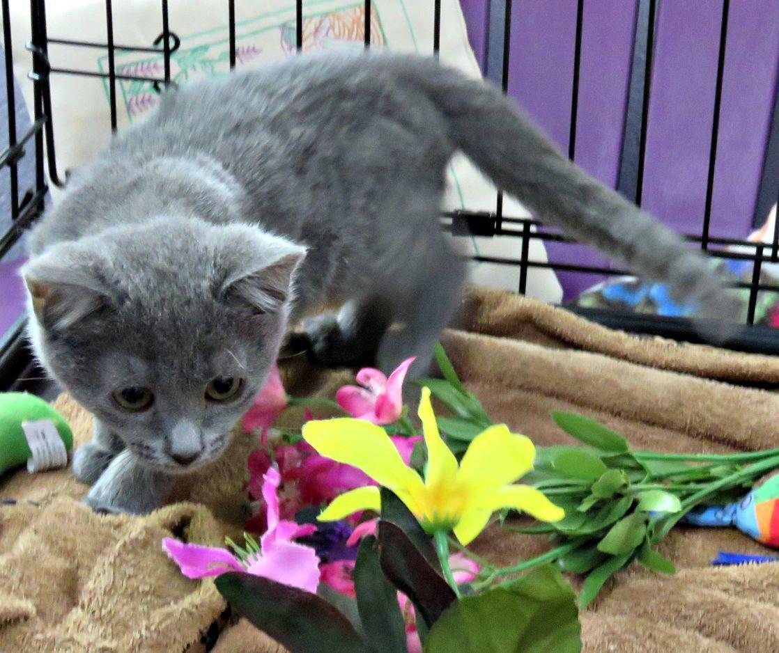 Ixora, a ADOPTABLE mixed breed in Lexington, VA image 3/3