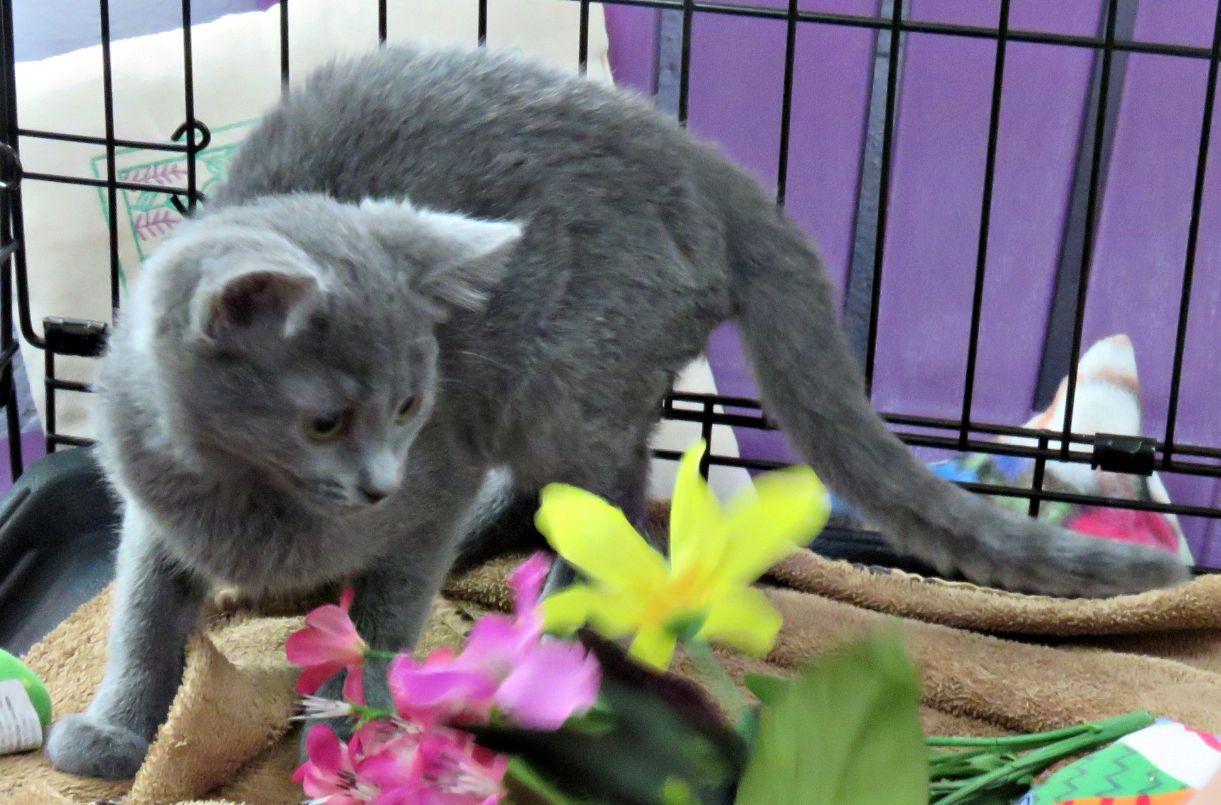 Ixora, a ADOPTABLE mixed breed in Lexington, VA image 2/3