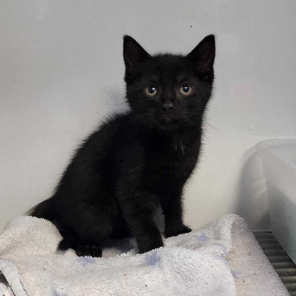 Zaiden, Adoptable, Young Male Domestic Short Hair.