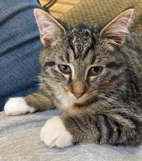 LeVar, Adoptable, Kitten Male Tabby & Domestic Short Hair.