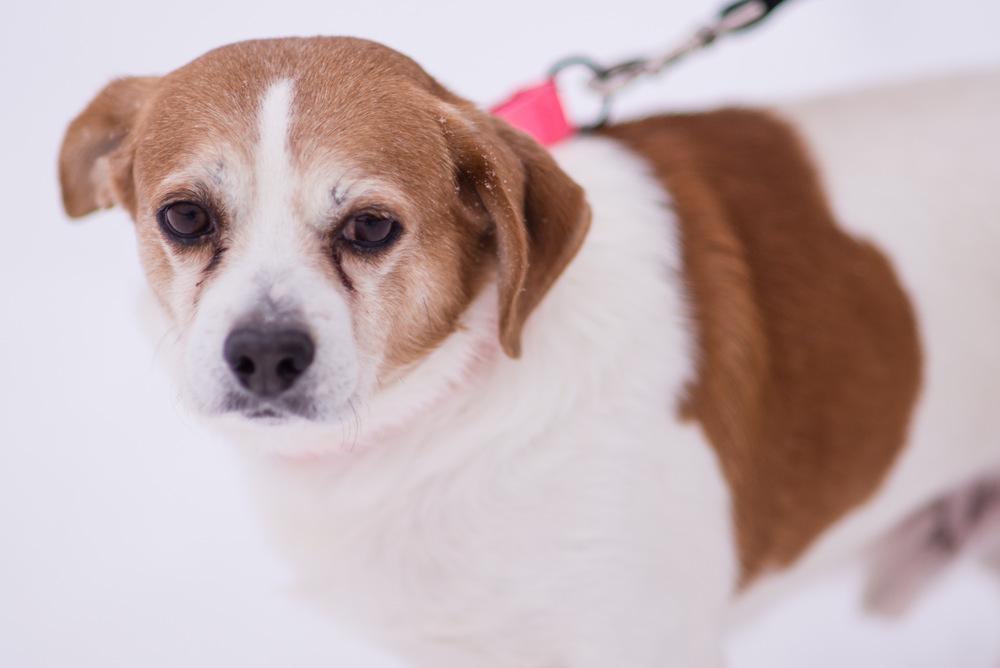 Chuck, Adoptable, Senior Male Jack Russell Terrier & Dachshund.