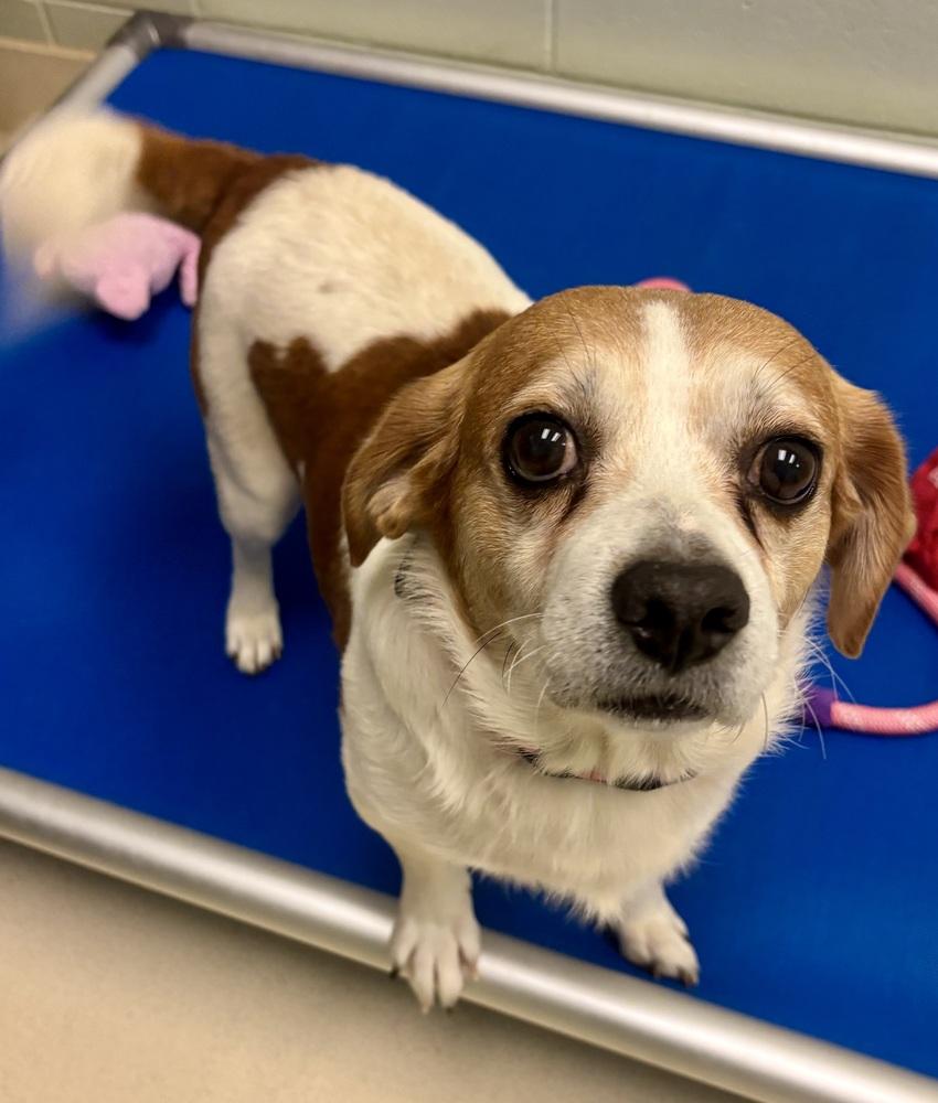 Chuck, a Adoptable mixed breed in Kalamazoo, MI image 3/4